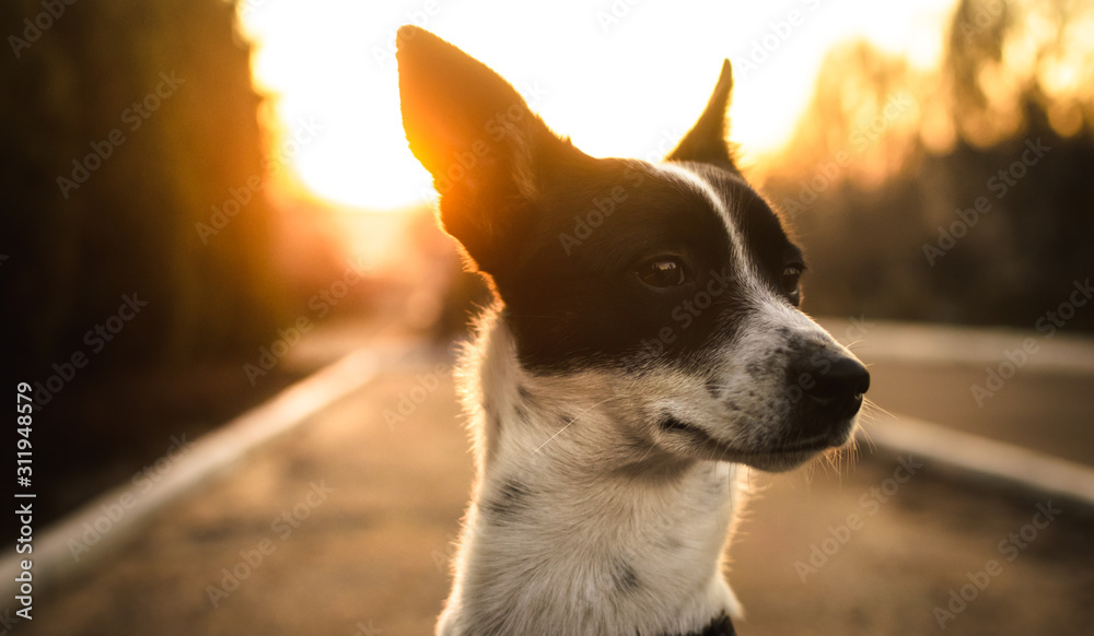 Restless dog in sunset with a beautiful silhouette, basenji portrait