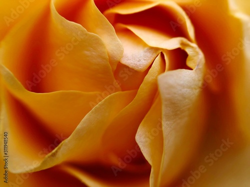 Soft Yellow Rose Pretty Background Full Frame