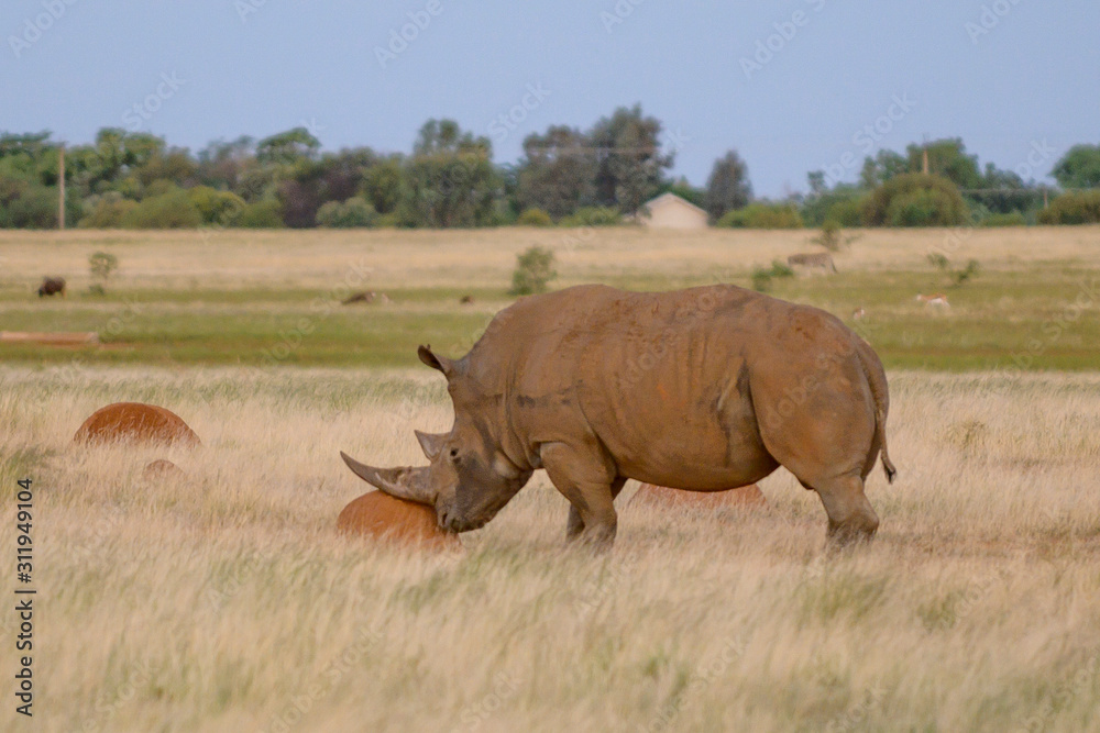 Fototapeta premium White Rino In green grass land Free State 