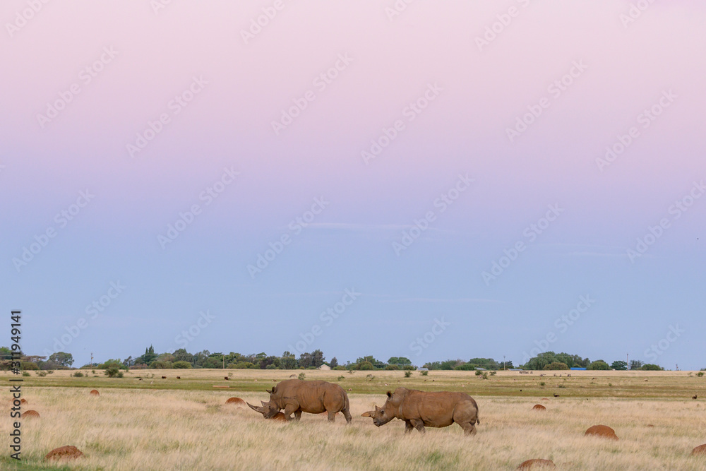 White Rino In green grass land Free State sunset White Rino In green grass land Free State sunset