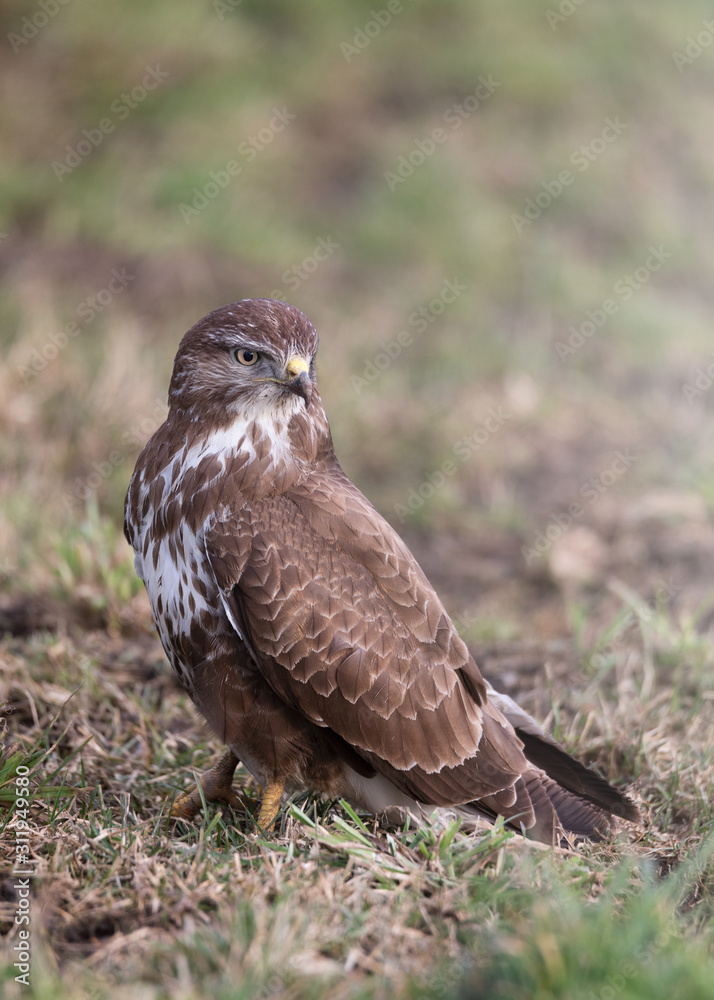 Bussard am Straßenrand 