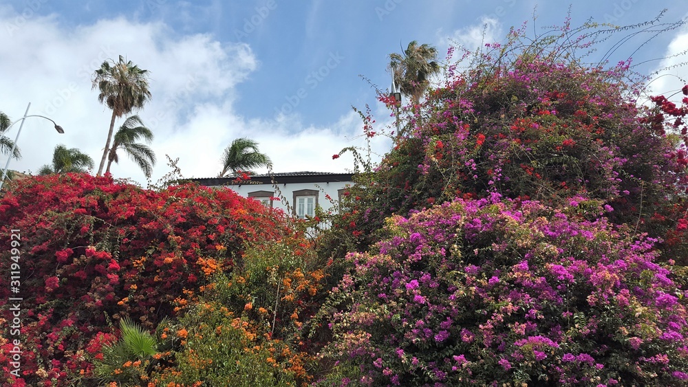 Madère, villa dans la végétation luxuriante de Camara de Lobos