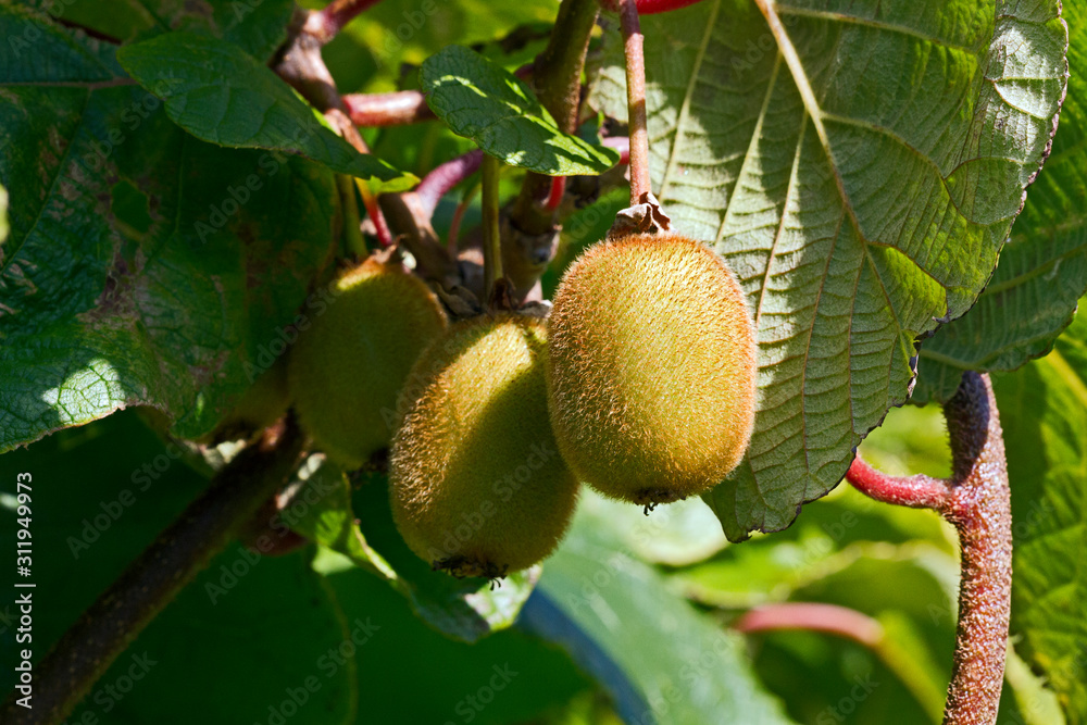 Obraz premium Kiwi fruit growing in a garden in Somerset, UK