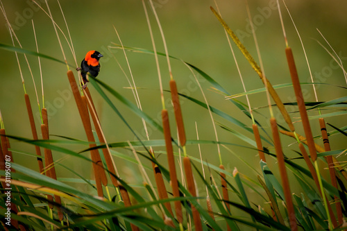 Southern Red Bishop IN lang reeds and green grass