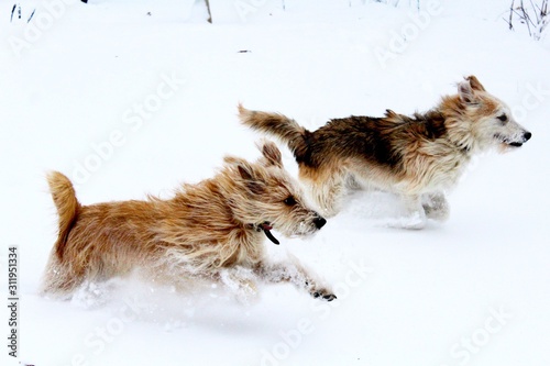 Obraz na płótnie Running dogs w salonie