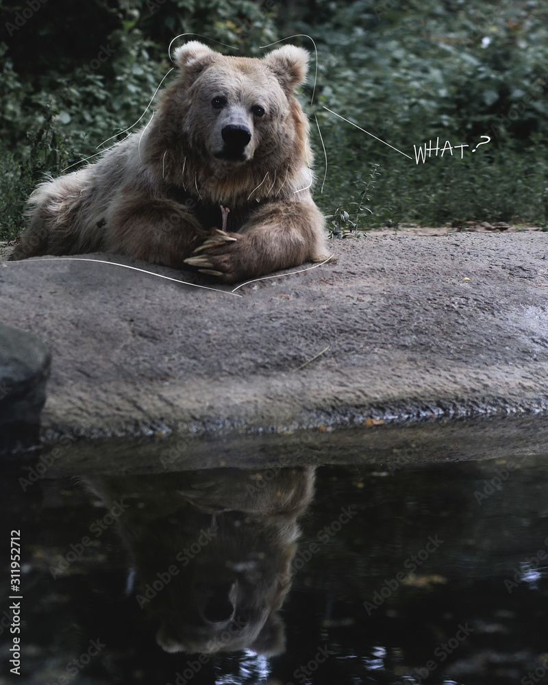 Obraz premium brown bear in water