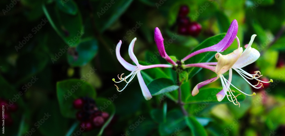 Obraz premium Honeysuckles with a green background