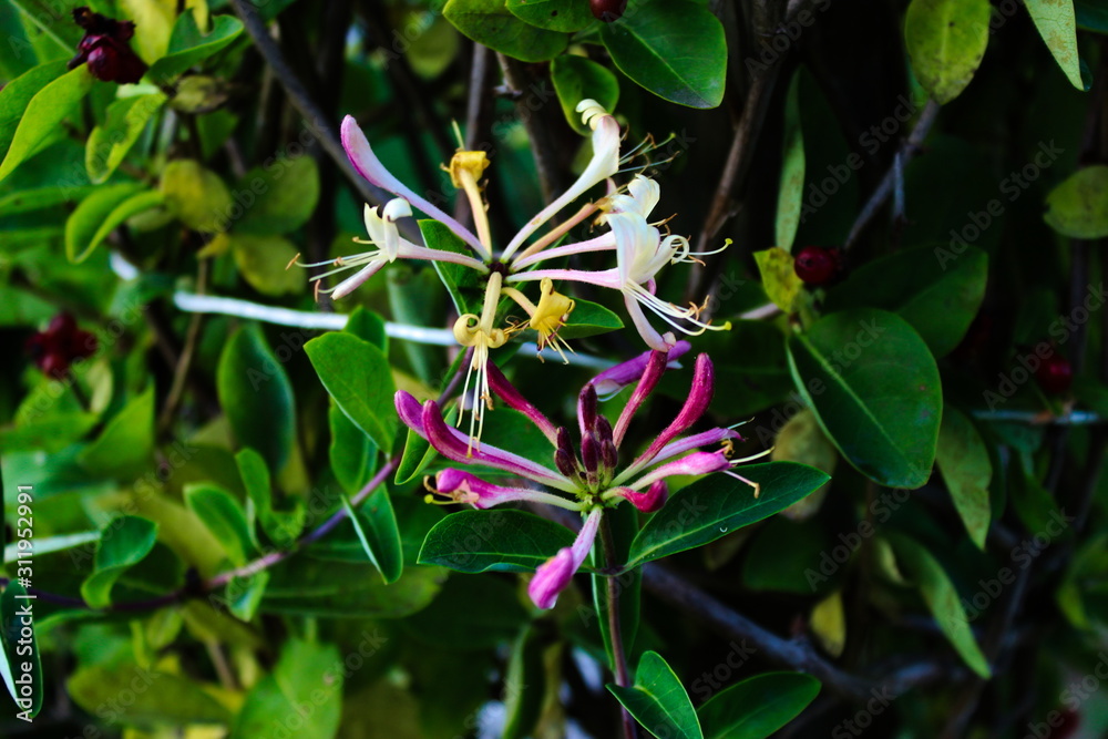 Honeysuckles with a green background Honeysuckles with a green background