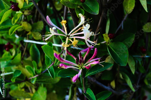 Honeysuckles with a green background