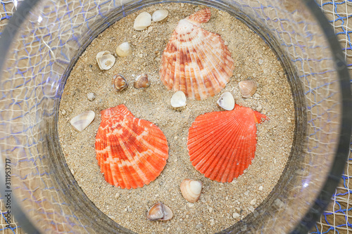 Set of orange tropical shells on beach sand (ID: 311953717)