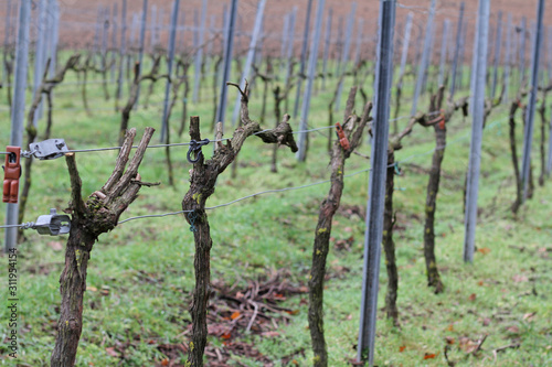 Weinreben im Winter