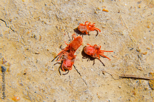 Arthropod mites on the ground. Close up macro Red velvet mite or photo
