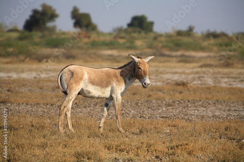 Wild Ass, Equus hemionus at little Rann of Kuchh, Gujrat, India.
