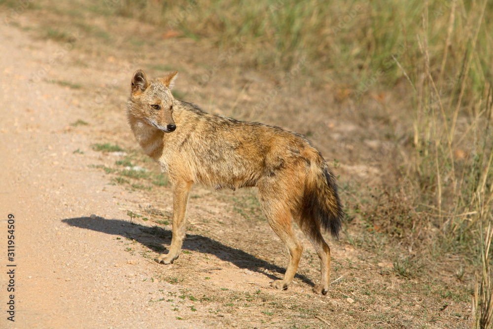 Fototapeta premium Golden Jackal, Canis aureus, at Kanha National Park, Madhya Pradesh, India.