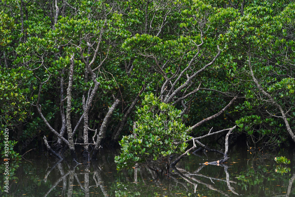 Obraz premium 吹通川の自然