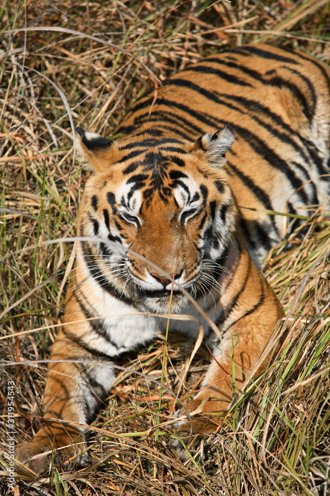 Fototapeta premium Female tiger, Panthera tigris, resting at Kanha National Park, Madhya Pradesh, India.