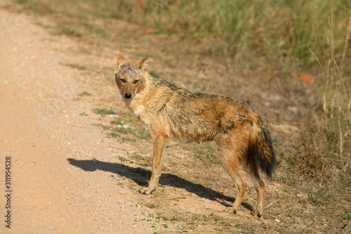 Photography Golden Jackal, Canis aureus, at Kanha National Park, Madhya Pradesh, India