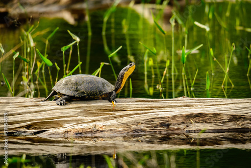 Photography Blandings Turtle on a Log