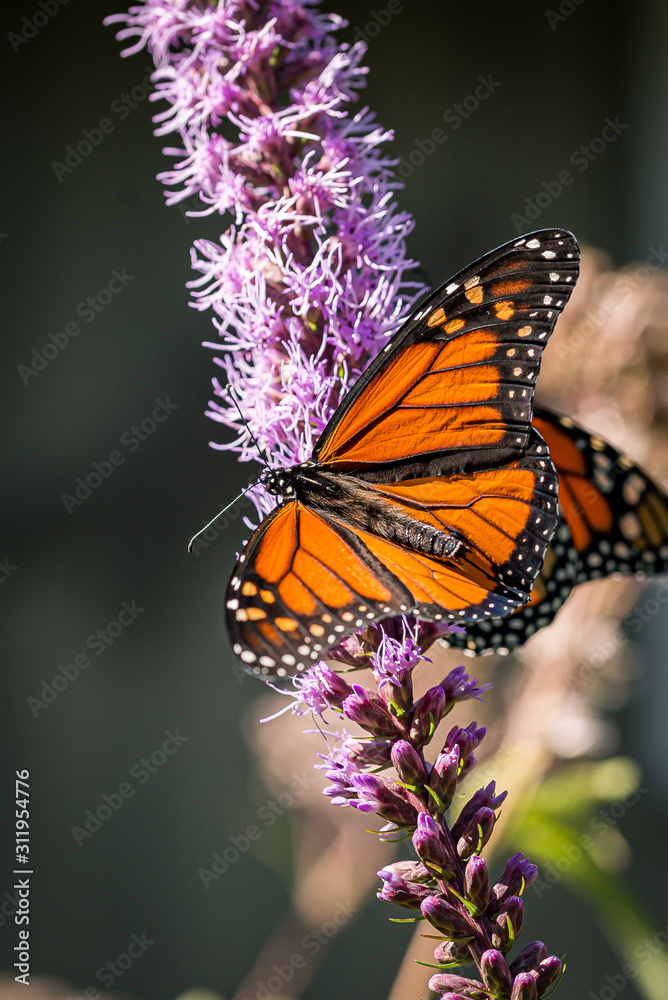 Monarch Butterfly with open wings Monarch Butterfly with open wings