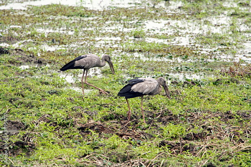 Asian Openbill Stork (Anastomus oscitans) is a large wading bird in the stork family Ciconiidae. at Kaziranga, Aasam, India photo