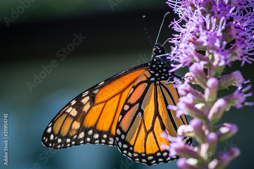 Monarch on Purple Flower © Catherine