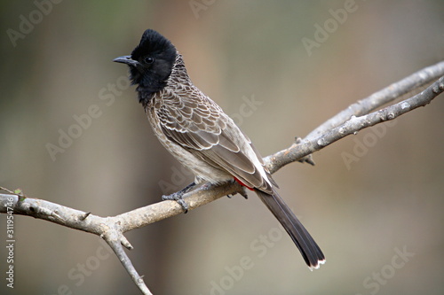 Red-vented Bulbul (Pycnonotus cafer) is a member of the bulbul family of passerine birds. Most commonly found in India.