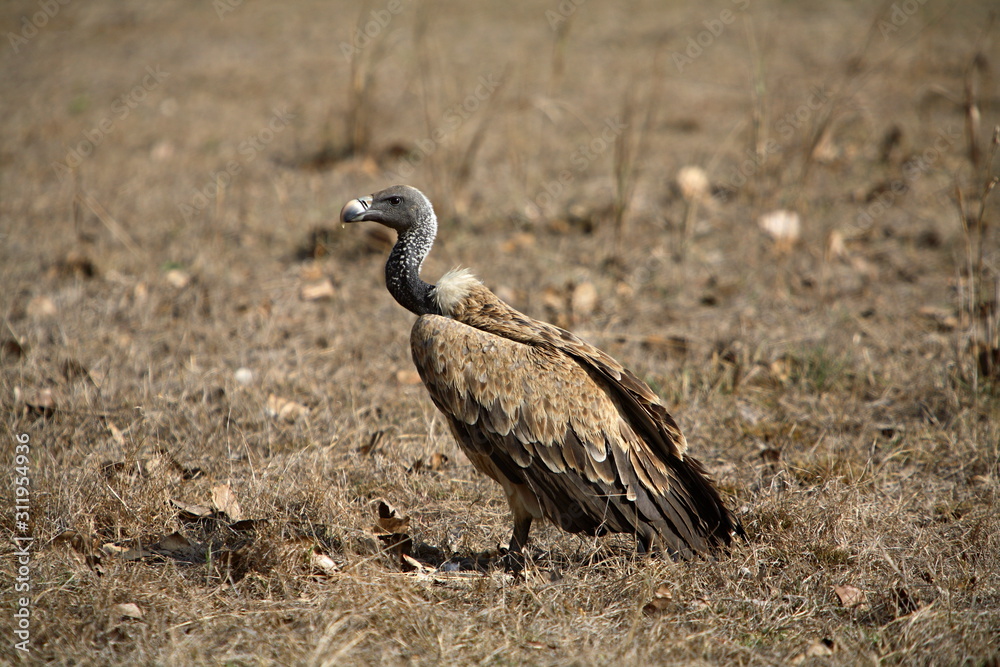 Long-billed Vulture (Gyps indicus) is a typical vulture, with a bald head, very broad wings and short tail at Bandhavgarh National park, Madhya Pradesh, India Long-billed Vulture (Gyps indicus) is a typical vulture, with a bald head, very broad wings and short tail at Bandhavgarh National park, Madhya Pradesh, India