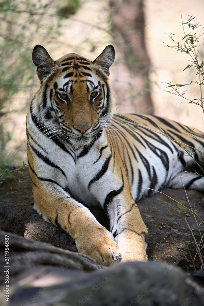 Obraz premium Tigress (Panthera tigris) is a mammal of the Felidae family, at Bandhavgarh National park, Madhya Pradesh, India