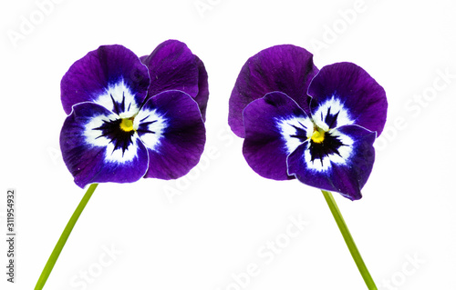 due fiori di violetta su fondo bianco photo