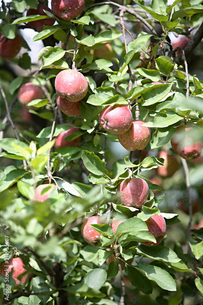 Apples (Malus domestica) at Manali Himachal Pradesh, India