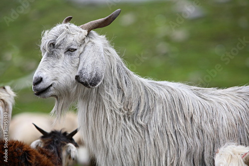 Male Pashmina goat (Capra Hircus) at Rohatang Pass, Manali Himachal Pradesh, India
 photo