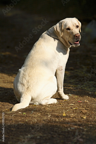 Pet Labrador, Male