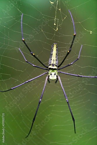 Giant Wood spiders (nephila maculata), Female 