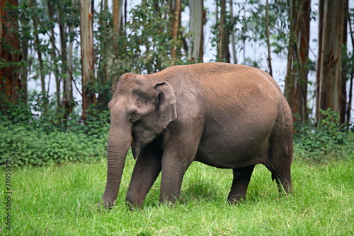 Wild Elephant (Elephas maximus) Female at Eravikulam National Park, Munnar, Kerala, India
 photo