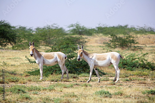 Wild Ass (Equus africanus) is a wild member of the horse family, at Little Rann of Kuchch, Gujrat, India