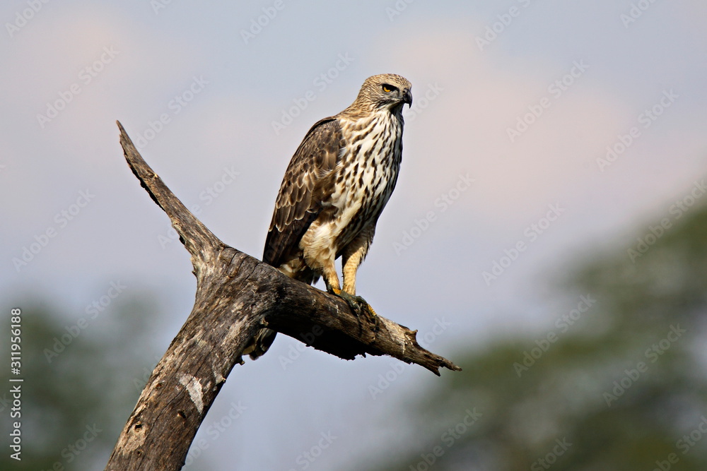 Changeable Hawk-Eagle (Spizaetus cirrhatus), at Kaziranga National Park, Assam, India Changeable Hawk-Eagle (Spizaetus cirrhatus), at Kaziranga National Park, Assam, India