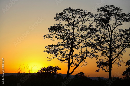 Sunset at Kaziranga National Park  Assam  India