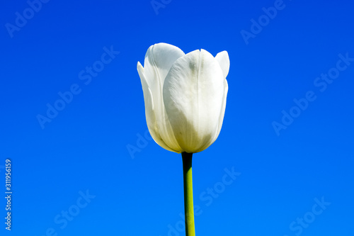 Better tulip flowers against the blue sky. A flower bed with tul photo