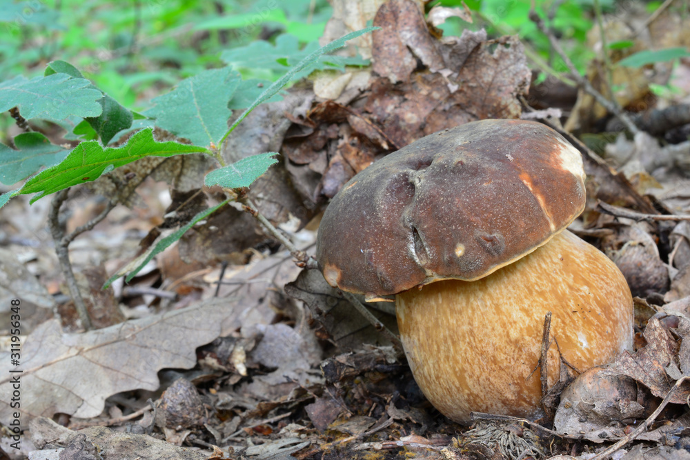 Boletus aereus or Dark cep mushroom in natural habitat Boletus aereus or Dark cep mushroom in natural habitat