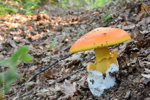 Obraz na płótnie Nice, fully developed Amanita caesarea