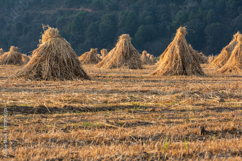 Oatmeal drying after being harvested