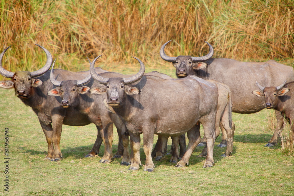 A herd of Wild buffalos (Bubalus arnee) at Kaziranga National Park Aasam India 