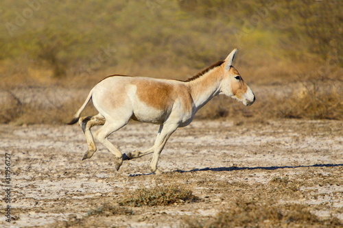 A Wild Ass (Equus hemionus khur) running at Little Rann of Kutchh Gujrat India  © RealityImages