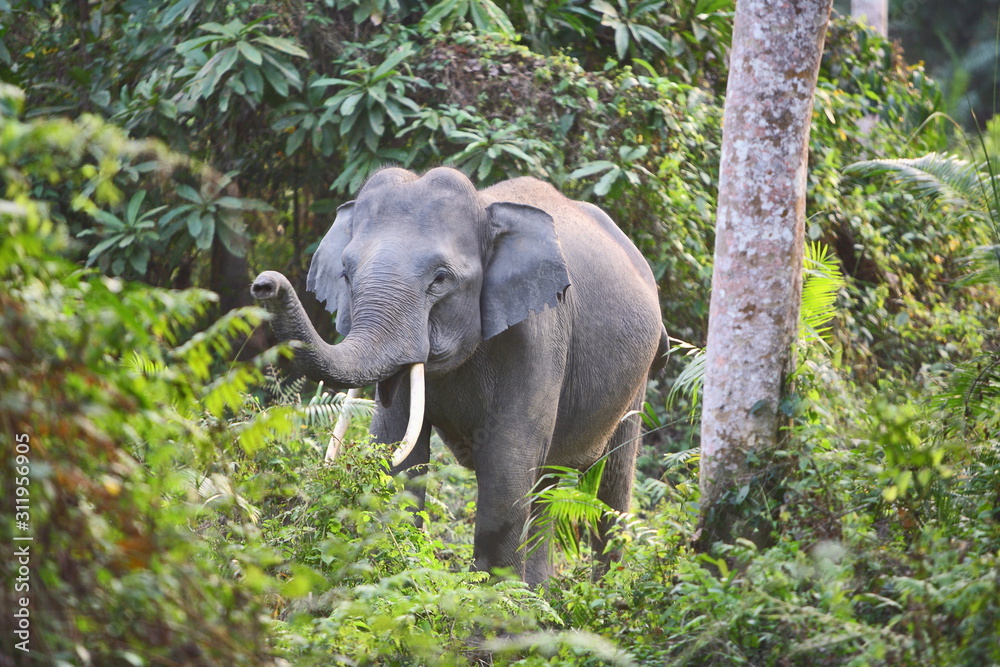 Fototapeta premium Indian Elephant (Elephas maximus indicus) Young male at Kaziranga National Park Aasam India 