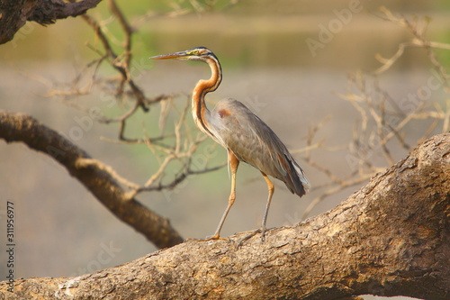 A Purple Heron (Ardea purpurea) Standing on the tree branch at Ranathambhore National Pakr, Rajasthan India 