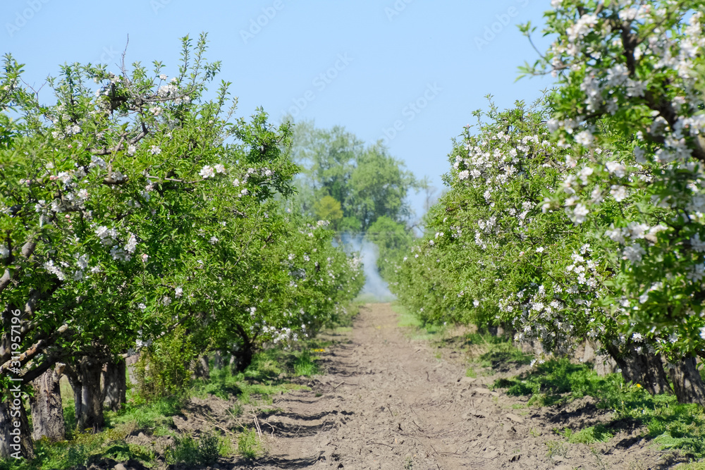 Blooming apple orchard. Adult trees bloom in the apple orchard. Blooming apple orchard. Adult trees bloom in the apple orchard.