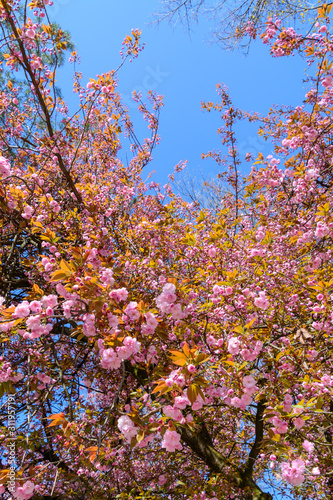 Japanische Kirschblütenbaum mit blauem Himmel Hintergrund