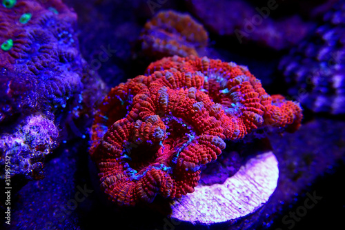 Ultra Red colorful acanthastrea micromussa lordhowensis