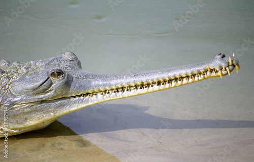 gharial, indian crocodile
 photo