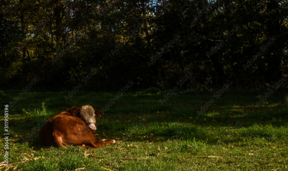 Cow resting